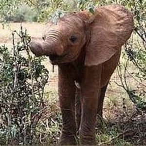 Meet your Posher, Robin